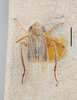 Habitus, dorsal view on Psammotettix lividellus (Zetterstedt, 1837): (Observation).