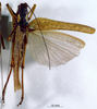 CollectionObject 1503247; MBBJ 3224751, c3aa1323-a174-4135-8c11-454279d86ca9: female, dorsal view. (CollectionObject).