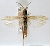 Chorthippus (Glyptobothrus) eisentrauti (Ramme, 1931): female habitus dorsal view (syntype). (Otu).