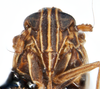Head on Delphacodes saccharicola Muir, 1926: (Observation).