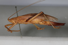 CollectionObject 1506605; d59d0844-5172-49d0-80fc-1d5d78458bb9: female, lateral view (syntype). (CollectionObject).