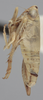 Habitus, lateral view on Athysanella (Amphipyga) omani Blocker, 1990: Lateral. Paratype. (Observation).