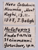 CollectionObject 1538196; d985bb37-c120-4a18-9ffd-623094f782fb: labels (holotype). (CollectionObject).