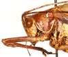 CollectionObject 1499616; 1290c3a3-d1dc-4ac4-9111-615cfcd8b45a: male head and pronotum, lateral view. (CollectionObject).