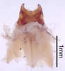 CollectionObject 1522887; 452d108d-8f8c-43c6-a616-6c388fa608b4: Male genitalia, dorsal view (holotype). (CollectionObject).