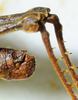 CollectionObject 1498818; 2da30b4f-c860-4267-8220-dc97688621d0: 2012. male, abdomen tip, lateral view. (CollectionObject).