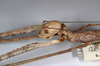 CollectionObject 1574012; 1d7906f7-cbcb-4906-8954-9eca935a67bf: copyright ZMHB, Berlin. female: head & thorax, lateral view of synonym Nesiophasma eremothocus (holotype). (CollectionObject).