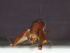 CollectionObject 1583544; 93887391-aeb6-4fa1-a290-fb73086eb7c5: female, caudal view (paratype). (CollectionObject).