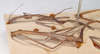 CollectionObject 1557290; 28b34043-8742-4a5d-ad73-2f471902c4ba: copyright SAM, Adelaide. males juv., lateral view of synonym Bacillus peristhenellus (syntypes). (CollectionObject).
