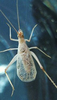 Oecanthus californicus californicus Saussure, 1874: pale brown form, found on French Broom in California. (Otu).