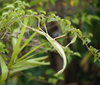 Eurycnema versirubra (Audinet-Serville, 1838): copyright Ian Abercrombie. female in nature. (Otu).