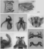 Melanoplus femurnigrum Scudder, 1899: male genitalia. (Otu).