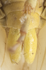 Terminalia, in situ: (Observation).