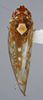 Habitus, dorsal view: !! display not done !! on Scaphytopius n. sp. PE2: Scaphytopius Ball, 1931: (Observation).