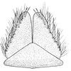 Subgenital plate, ventral view on Paramesus obtusifrons (Stål, 1853): Subgenital plate. (Observation).