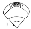 Head: !! display not done !! on Eusceloidia nitida Osborn, 1923: head, dorsally. (Observation).