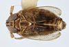 Habitus, dorsal view: !! display not done !! on Chionomus aculeatus (Beamer, 1948): (Observation).