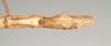 CollectionObject 1558652; NHMUK(SF IMPORT DUPLICATE) 845051, a9db6791-05d9-42c1-a67f-2d288a446cec: copyright Natural History Museum, London. female: end of abdomen, ventral view (lectotype). (CollectionObject).