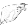 Pygofer, lateral view on Brazosa espatula Pinedo-Escatel & Dietrich, 2020: (Observation).