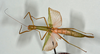 CollectionObject 1559846; abb1d81c-bde9-4d41-9cf0-f80d4edba0ee: copyright USNM, Washington. (CollectionObject).;CollectionObject 1559847; e611e944-2d48-40fc-b5bd-7cd65ae6fc57: copyright USNM, Washington. (CollectionObject).