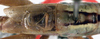 CollectionObject 1516776; 2a0afb2d-f26a-46db-a4f1-00eea187ed95: male, dorsal view (holotype). (CollectionObject).