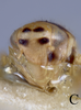 Head on Eupterella gladia DeLong & Ruppel, 1950: (Observation).