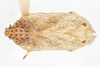 Habitus, dorsal view: !! display not done !! on Elidiptera callosa Spinola, 1839: (Observation).