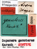 CollectionObject 1500525; 2857b578-812c-4e9e-9e38-8dc434cc5240, DORSA BTdapgenS01: labels (syntype). (CollectionObject).
