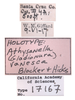Other on Athysanella (Gladionura) vanesca Blocker & Hicks, 1992: (Observation).
