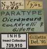 Other: !! display not done !! on Dikrella (Dikrella) cockerellii (Gillette, 1895): Labels. Labels for the specimen used for the dorsal, lateral and face images. (Observation).