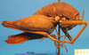 CollectionObject 1575883; 4383b4b6-9e7b-4a49-bd86-7fa2a0dda4f3: female, lateral view. (CollectionObject).