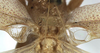 male stridulatory apparatus (holotype). Depicts CollectionObject 1475390; 3a5e04e4-9803-4cc2-b028-4df24d41ea2e, a CollectionObject.