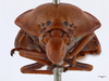 Head: !! display not done !! on Suracarta tricolor (Le Peletier & Audinet-Serville, 1828): (Observation).