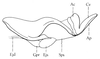 Dericorys albidula Serville, 1838: Fig. 46, 4. endophallus, lateral view. (Otu).