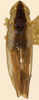 Habitus, dorsal view: !! display not done !! on Erythridula stolata (McAtee, 1920): Habitus (allotype by Beamer, KSEM collection). (Observation).