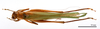 CollectionObject 1538157; 974d3327-bc1a-4e86-8c7f-fccf643c78aa: female, dorsal view (holotype). (CollectionObject).