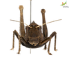 Female. Frontal view Depicts CollectionObject 1861880; 6eff10cb-3457-48cf-96d3-1f39dcab2b08, Unioeste Cascavel K-0562, a CollectionObject.