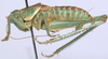 CollectionObject 1527088; cb52e0e0-0be1-424a-9374-e3b3a4b32268: male, lateral view (holotype). (CollectionObject).