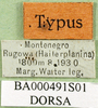 CollectionObject 1501416; 46a4efd5-3770-4e4d-9dd5-3609c624d4e2, DORSA BA000491S01: labels (holotype). (CollectionObject).