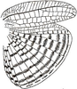 Caribophyllum necopinum Rehn, 1947: female right wings (tegmina 38.5 mm). (Otu).