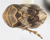 Habitus, dorsal view on Clastoptera arizonana Doering, 1929: (Observation).