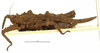 CollectionObject 1574065; 0bafa949-1916-432c-9e9a-2b1cd2ced910: female, lateral view. (CollectionObject).