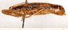 CollectionObject 1499689; f835e592-4f57-4113-87f6-ecb5a3593f73: male, lateral view. (CollectionObject).