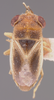 CollectionObject 1596264; 480592b4-35cc-4ea7-860a-d4f452f6ac4a: Geocoris alboclavus HOLOTYPE (NMNH) - (CC BY-NC 3.0) - Photo by Pablo M. Dellapé with permission from the National Museum of Natural History (NMNH), Smithsonian Institution, Washington, D.C. (CollectionObject).