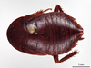 CollectionObject 1863308; 55f39647-e764-498e-a250-e833940b984b: (CollectionObject).