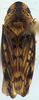 Habitus, dorsal view on Coarctana nigromedia Domahovski & Cavichioli, 2023: Male holotype [DZUP]: habitus, dorsal view. (Observation).