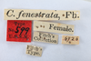 Other: !! display not done !! on Cyrtolobus fenestratus (Fitch, 1851): (Observation).