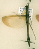 CollectionObject 1563510; 1c8b263e-1fd2-45cb-aaf1-2e5316d6e6dd: copyright RMNH, Leiden. female (paratype). (CollectionObject).;CollectionObject 1563511; a8a87835-722f-4152-af65-1b81602e1d29: copyright RMNH, Leiden. female (paratype). (CollectionObject).