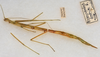 CollectionObject 1558999; 02de1d93-33bd-45d2-abd0-1240ed2f5f95: copyright USNM, Washington. female (holotype). (CollectionObject).