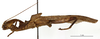 CollectionObject 1559601; f0faf1a1-e554-4b30-8834-0015d7cb8bea: copyright MNHN, Paris. female, lateral view (syntype). (CollectionObject).